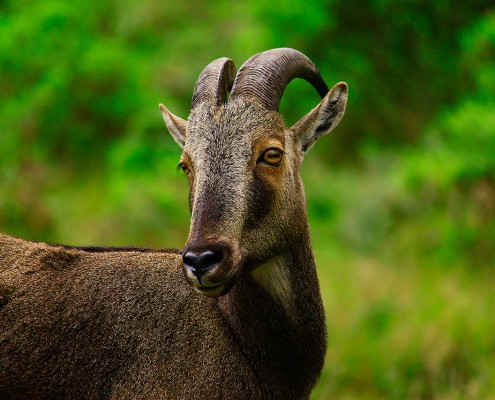 munnar-goat