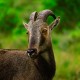 munnar-goat